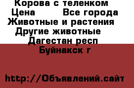 Корова с теленком › Цена ­ 69 - Все города Животные и растения » Другие животные   . Дагестан респ.,Буйнакск г.